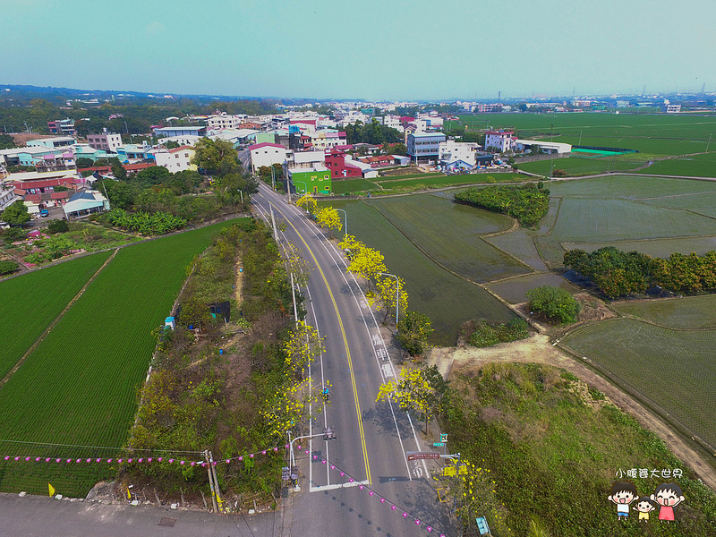 彰化黃風鈴木 018 彰化黃風鈴木 018