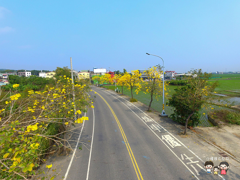 彰化黃風鈴木 020 彰化黃風鈴木 020