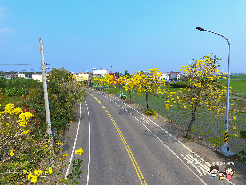彰化黃風鈴木 021 彰化黃風鈴木 021