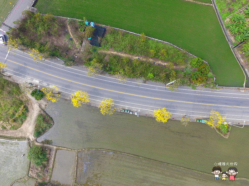 彰化黃風鈴木 002 彰化黃風鈴木 002