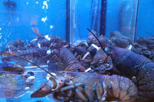 586食堂:【台北食記】586食堂~台菜料理。活體海鮮現撈現煮新鮮吃的到/家人圍爐聚餐或三五好友團聚的餐廳/近新生高架橋餐廳料理