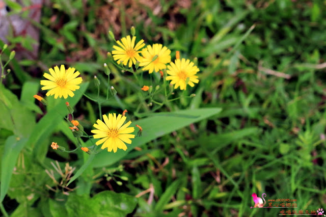 屏東內埔︱邱氏咖啡巧克力　連陳美鳳都慕名前來直播的巧克力主題餐廳，合菜也很令人驚豔呢！