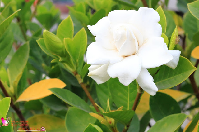 屏東內埔︱邱氏咖啡巧克力　連陳美鳳都慕名前來直播的巧克力主題餐廳，合菜也很令人驚豔呢！