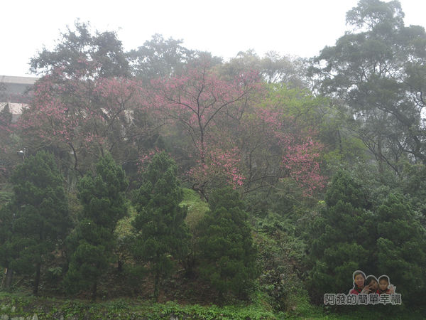 大尖山賞櫻08-山坡上迷蒙的櫻花林