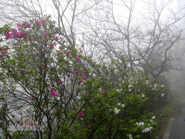 大尖山賞櫻04-沿路上紅白交錯且盛開的杜鵑花