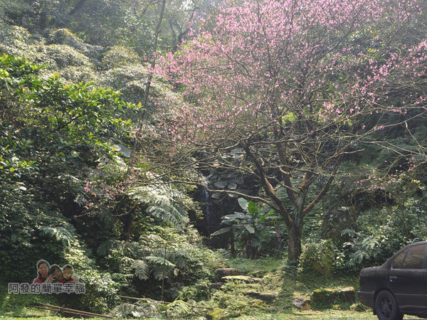 大尖山賞櫻38-櫻花樹與潺潺小瀑布