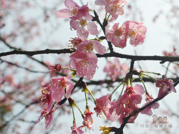 大尖山賞櫻24-櫻花瓣充滿露水