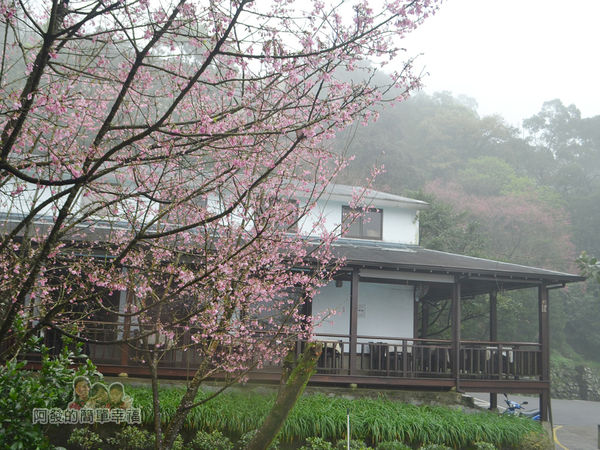 大尖山賞櫻12-珍饡玉膳餐廳與櫻花樹