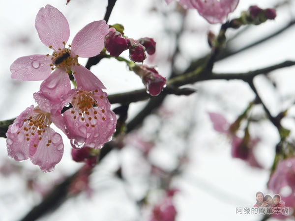 大尖山賞櫻09-雨後的櫻花