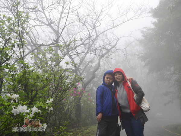大尖山賞櫻03-清幽朦朧的山境