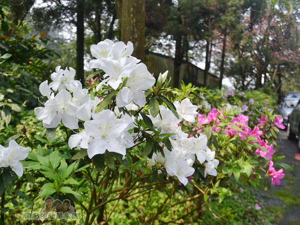 大尖山賞櫻36-盛開的杜鵑花叢