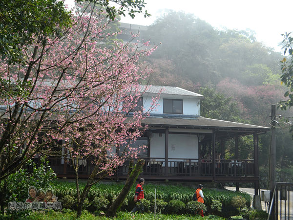 大尖山賞櫻23-珍饡玉膳餐廳周邊雲霧漸散