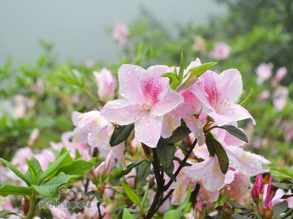 大尖山賞櫻19-美麗的淡粉紅杜鵑花II