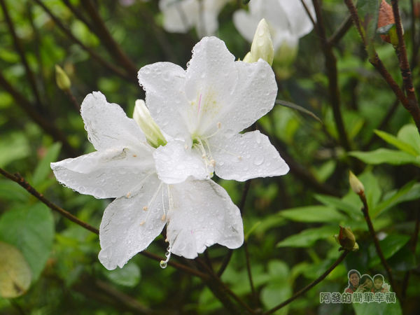 大尖山賞櫻16-雨後盛開的白杜鵑花