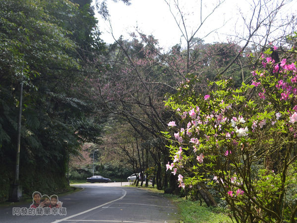 大尖山賞櫻37-回程的路邊風情
