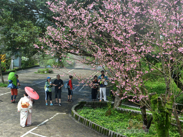 大尖山賞櫻33-櫻花樹下穿著和服的女模