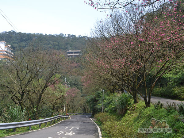 大尖山賞櫻41-勤進路上的櫻景
