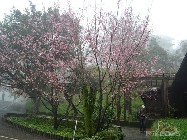 大尖山賞櫻10-珍饡玉膳餐廳旁的櫻花樹