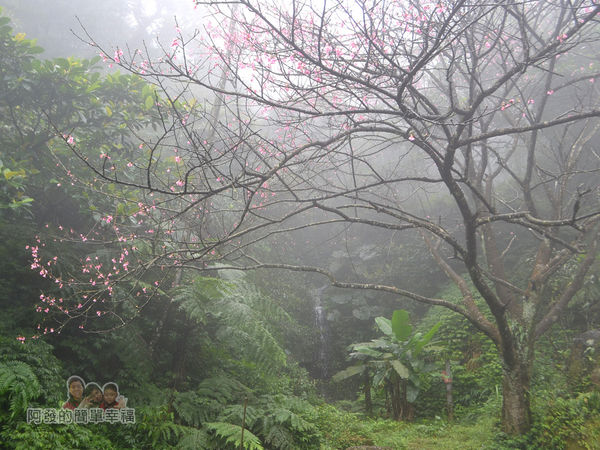 大尖山賞櫻06-櫻花樹與潺潺小瀑布