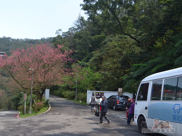 大尖山賞櫻43-有小巴可達