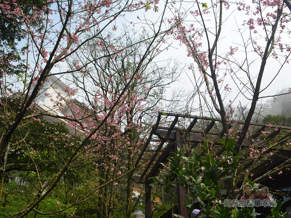 大尖山賞櫻27-餐廳旁櫻花樹一景