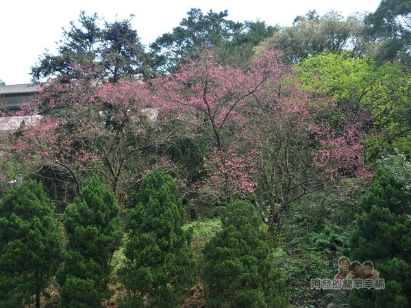 大尖山賞櫻34-山坡上的櫻花林