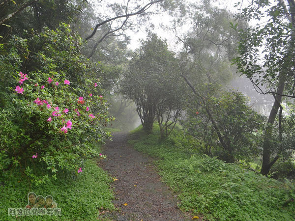大尖山賞櫻20-尋幽步道