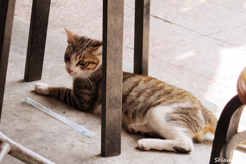 新興路 無名 虱目魚-06.jpg