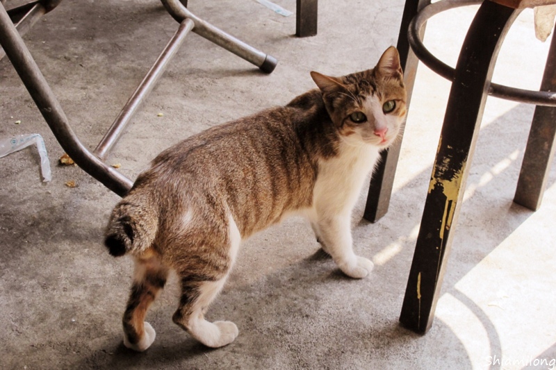 新興路 無名 虱目魚-05.jpg