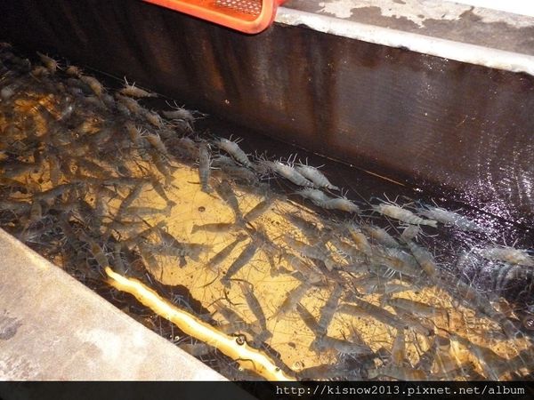 活跳跳活蝦餐廳：份量多又美味,活蝦料理應有儘有-桃園市海鮮餐廳活跳跳活蝦餐廳体驗心得