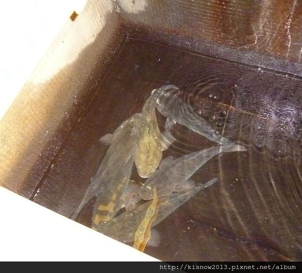 活跳跳活蝦餐廳：份量多又美味,活蝦料理應有儘有-桃園市海鮮餐廳活跳跳活蝦餐廳体驗心得