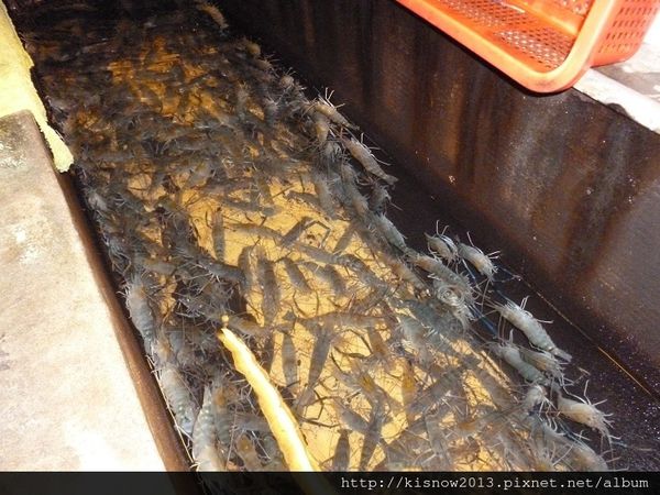 活跳跳活蝦餐廳：份量多又美味,活蝦料理應有儘有-桃園市海鮮餐廳活跳跳活蝦餐廳体驗心得