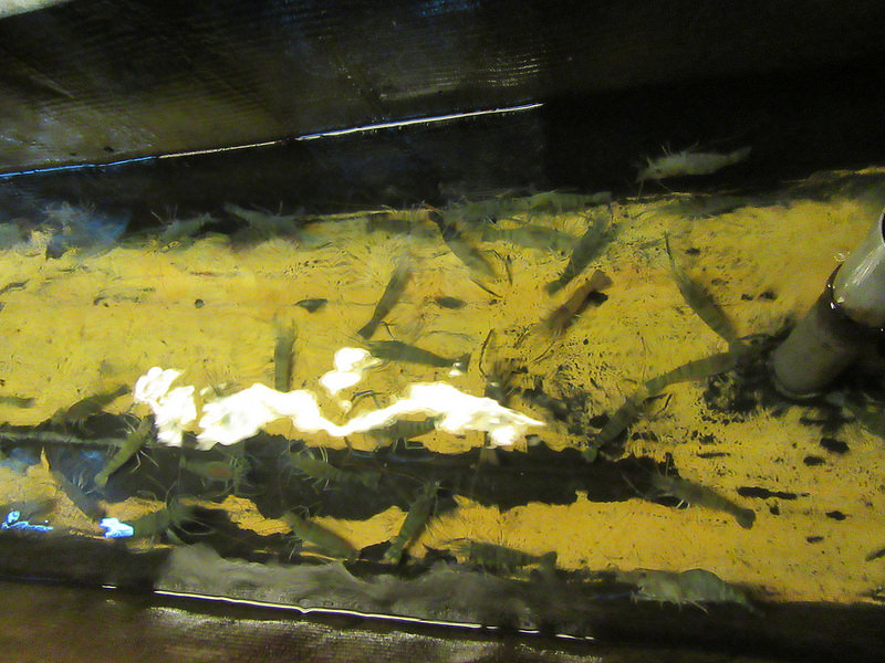 20170325_桃園活跳跳 (77)