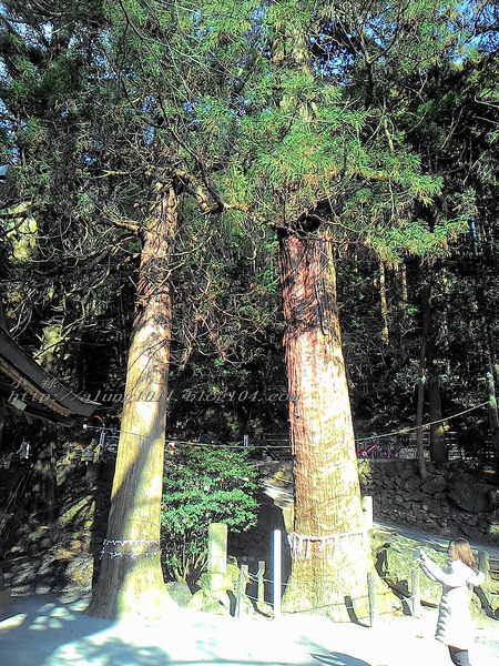 湯布院湯の坪街道(由布見通)：金麟湖 の   ..午后散策