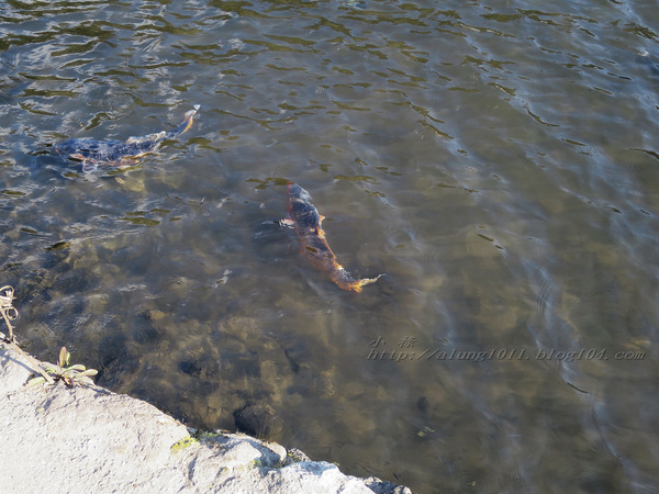 湯布院湯の坪街道(由布見通)：金麟湖 の   ..午后散策