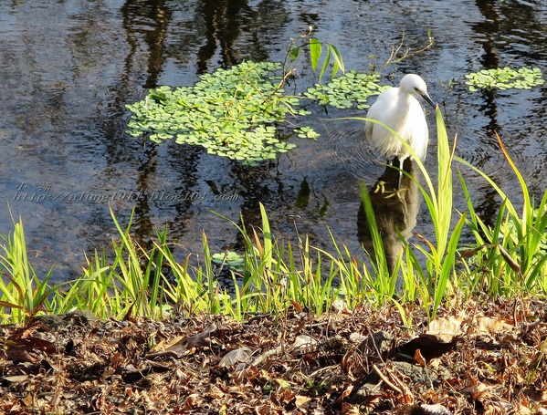 湯布院湯の坪街道(由布見通)：金麟湖 の   ..午后散策