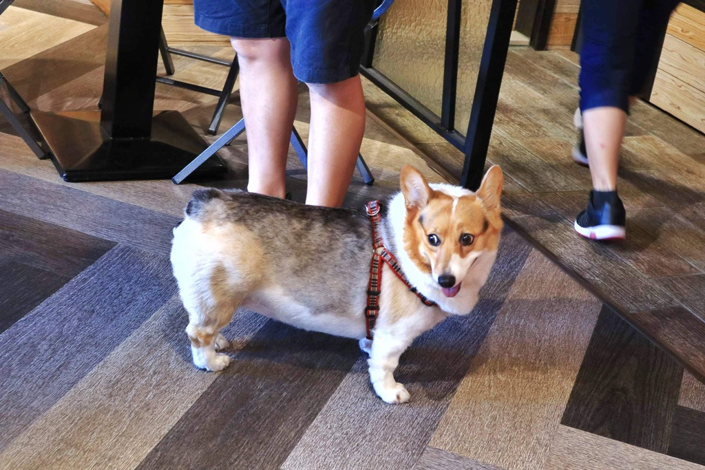 新北寵物餐廳DOG BOSS