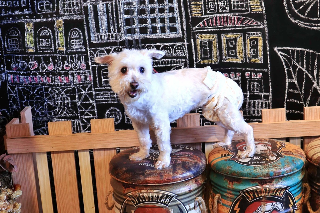 新北寵物餐廳DOG BOSS