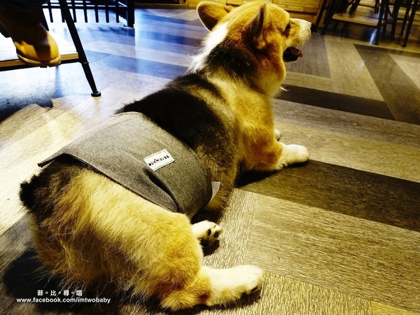 Dog Boss 寵物友善餐廳:【捷運美食】Dog Boss 寵物友善餐廳 現點現作餐點用心 旺星人開心玩翻天!客製寵物蛋糕/捷運景安站