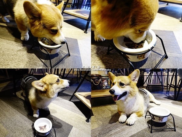 Dog Boss 寵物友善餐廳:【捷運美食】Dog Boss 寵物友善餐廳 現點現作餐點用心 旺星人開心玩翻天!客製寵物蛋糕/捷運景安站