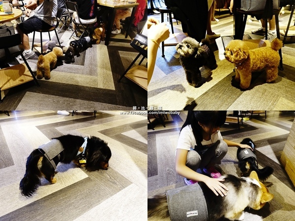 Dog Boss 寵物友善餐廳:【捷運美食】Dog Boss 寵物友善餐廳 現點現作餐點用心 旺星人開心玩翻天!客製寵物蛋糕/捷運景安站