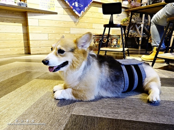 Dog Boss 寵物友善餐廳:【捷運美食】Dog Boss 寵物友善餐廳 現點現作餐點用心 旺星人開心玩翻天!客製寵物蛋糕/捷運景安站