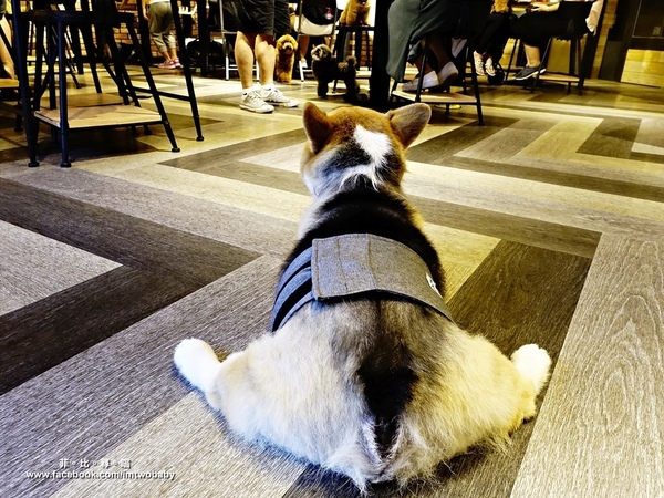 Dog Boss 寵物友善餐廳:【捷運美食】Dog Boss 寵物友善餐廳 現點現作餐點用心 旺星人開心玩翻天!客製寵物蛋糕/捷運景安站