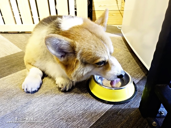 Dog Boss 寵物友善餐廳:【捷運美食】Dog Boss 寵物友善餐廳 現點現作餐點用心 旺星人開心玩翻天!客製寵物蛋糕/捷運景安站