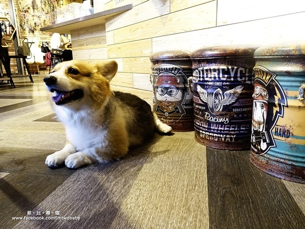 Dog Boss 寵物友善餐廳:【捷運美食】Dog Boss 寵物友善餐廳 現點現作餐點用心 旺星人開心玩翻天!客製寵物蛋糕/捷運景安站