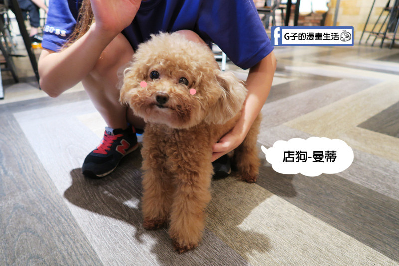 Dog Boss寵物友善餐廳 店狗 曼蒂