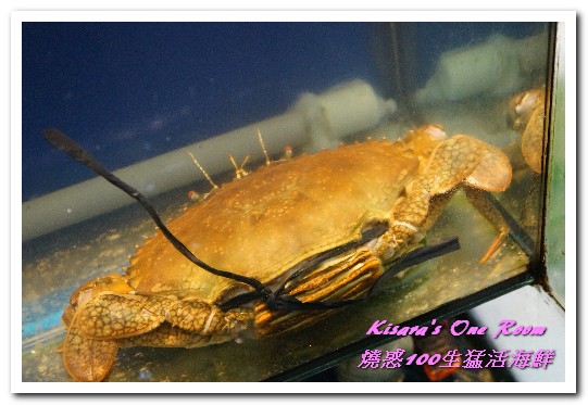 燒惑100生猛活海鮮(中和熱炒)：中和熱炒．具有特色、注重細節處理的熱炒海産攤──燒惑100生猛活海鮮
