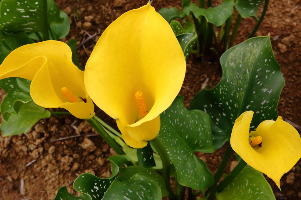 大园】桃园彩色海芋季,大园花彩节～不只有阳明山白色海芋,月底桃园
