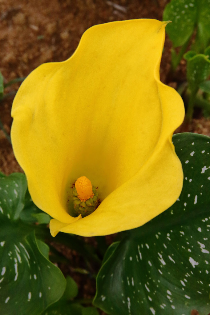 大园】桃园彩色海芋季,大园花彩节～不只有阳明山白色海芋,月底桃园