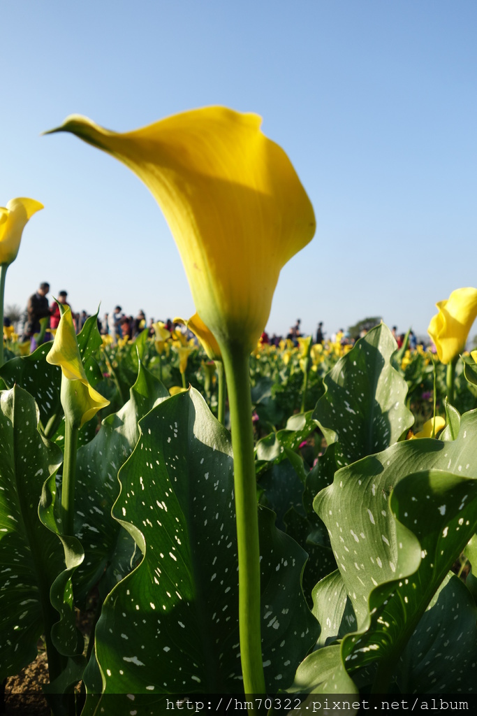 『桃园游记』- 2018桃园彩色海芋季 03.10-03.